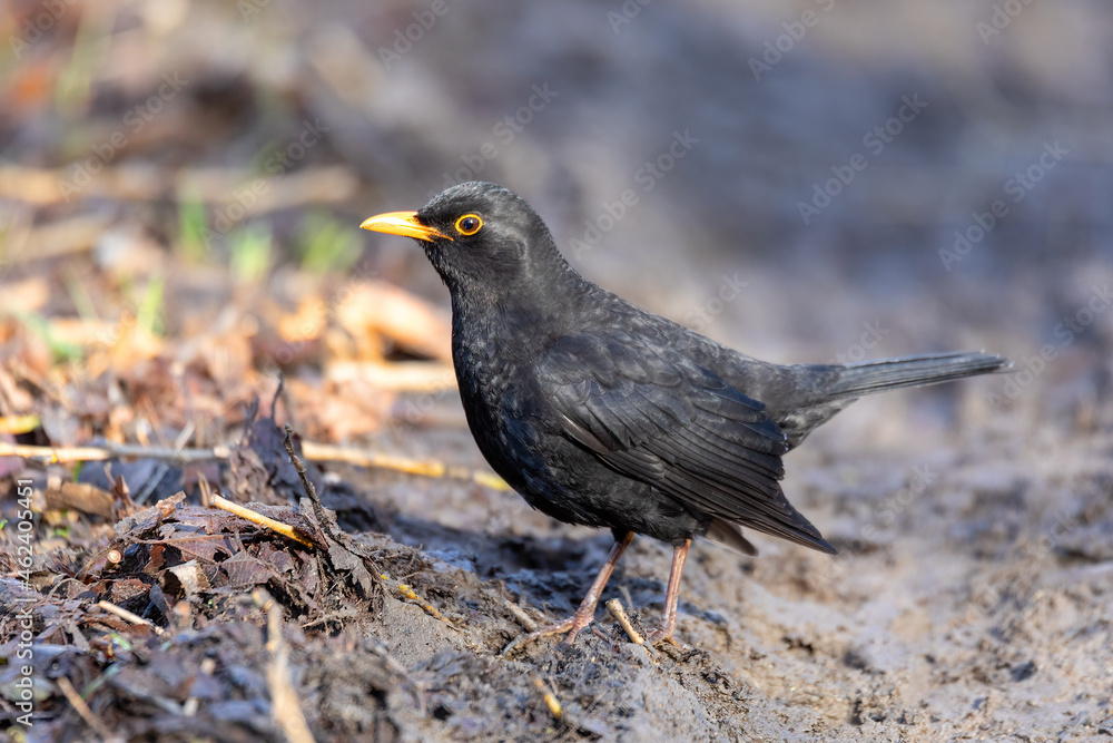 Common europe bird blackbird on ground, Turdus merula, perched on tree. Czech Republic, Europe wildlife Common europe bird blackbird on ground, Turdus merula, perched on tree. Czech Republic, Europe wildlife