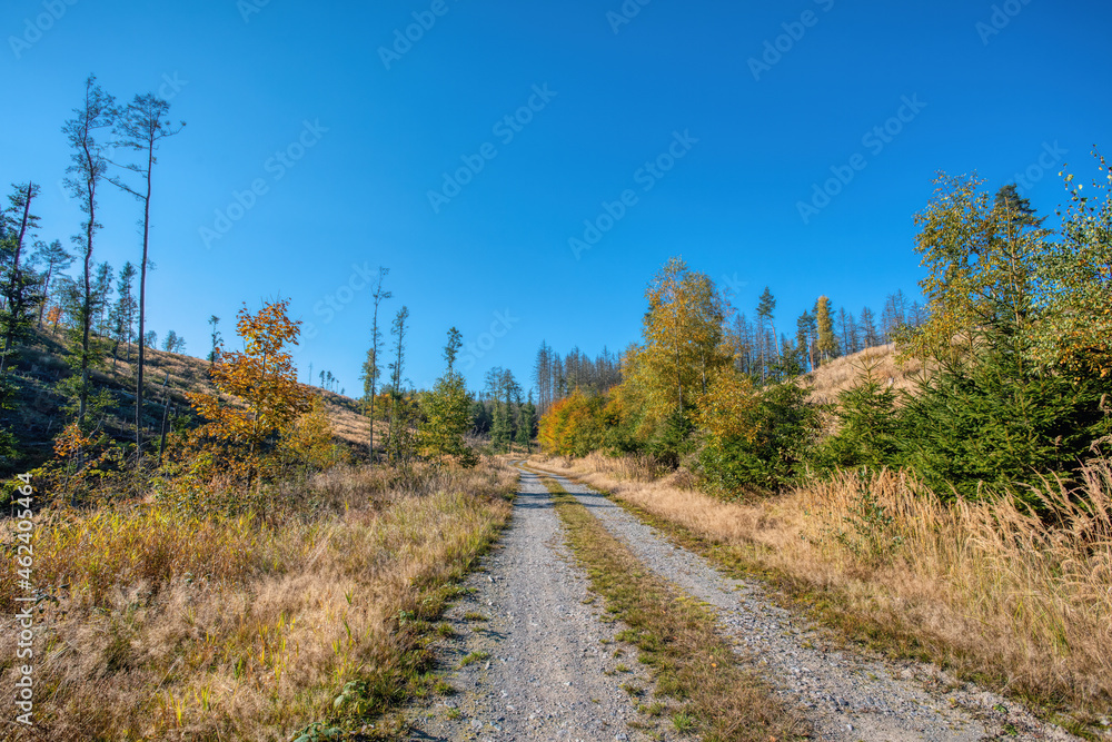 Countryside landscape, late summer, with fall colored tree. Forest after harvesting. Czech Republic, Vysocina
