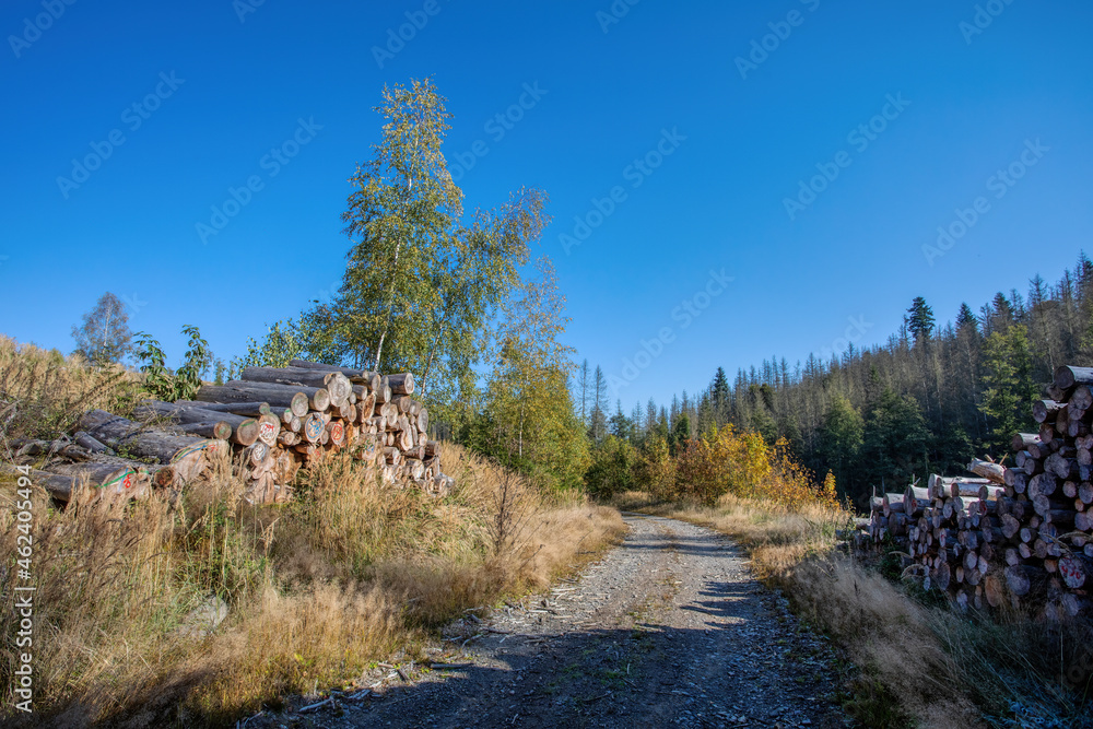 Countryside landscape, late summer, with fall colored tree. Forest after harvesting. Czech Republic, Vysocina