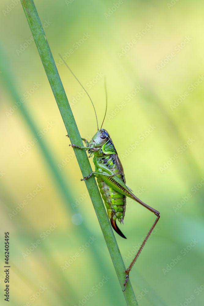 insect Roesel's Bush-cricket (Metrioptera roeselii) perched on a green grass leaf. Czech Republic, Europe wildlife insect Roesel's Bush-cricket (Metrioptera roeselii) perched on a green grass leaf. Czech Republic, Europe wildlife