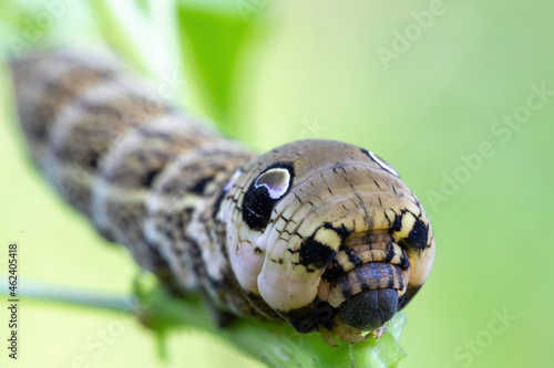 large caterpillars of Deilephila elpenor (elephant hawk moth), Czech Republic , Europe wildlife photo