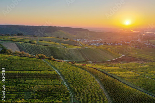 Bird's eye view of the vineyards of the Rheingau / Germany at sunrise 