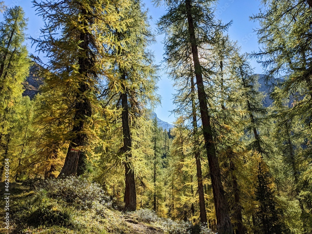 larch forest the swiss alps. Fantastic autumn mood near the davos. beautiful autumn day in the mountains. blue sky