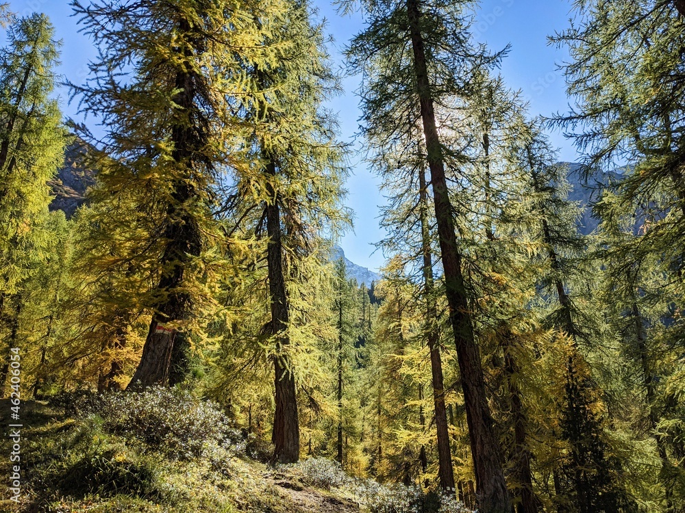 Obraz premium larch forest the swiss alps. Fantastic autumn mood near the davos. beautiful autumn day in the mountains. blue sky