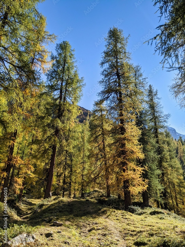 larch forest the swiss alps. Fantastic autumn mood near the davos. beautiful autumn day in the mountains. blue sky larch forest the swiss alps. Fantastic autumn mood near the davos. beautiful autumn day in the mountains. blue sky