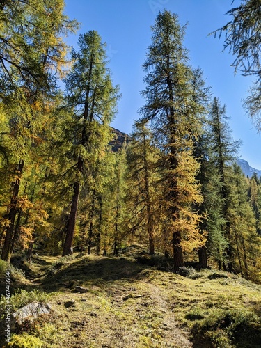 larch forest near Davos, Sertig. Beautiful, colorful autumn mood in the canton of grisons, switzerland. Mountains
