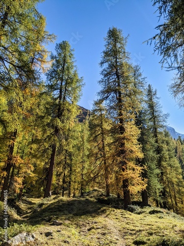 larch forest the swiss alps. Fantastic autumn mood near the davos. beautiful autumn day in the mountains. blue sky