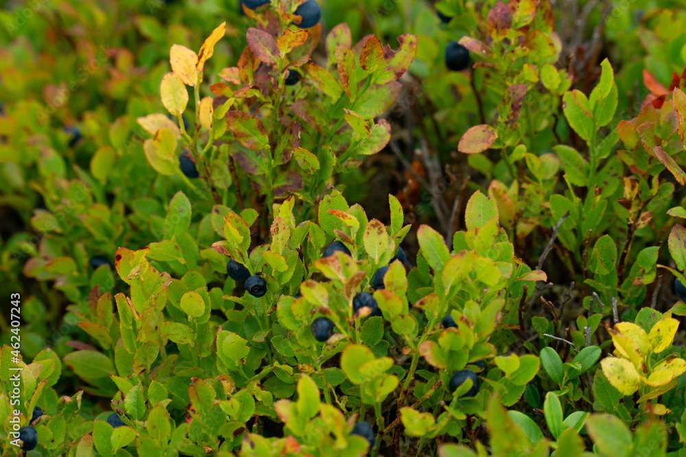 blue berries growing in the mountains. blue berries on stones blue berries growing in the mountains. blue berries on stones