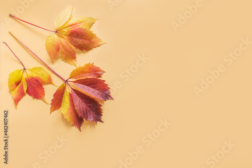 Beautiful yellow and red leaves on a yellow background. Autumn background.