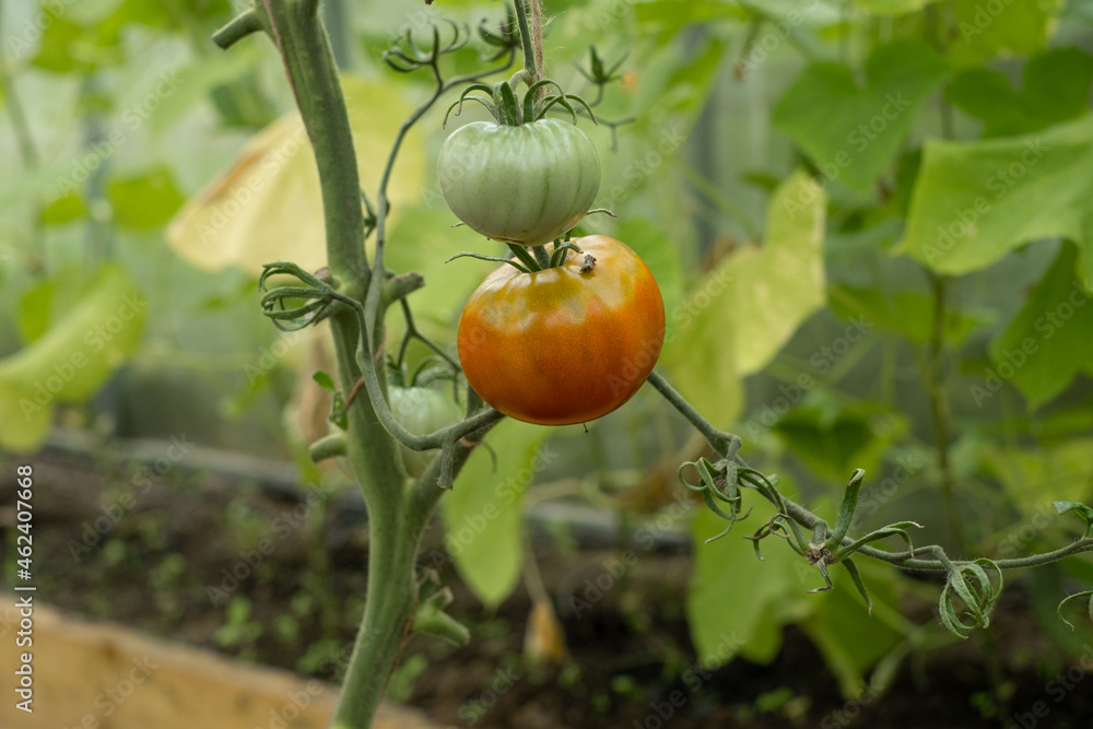 Obraz premium Red and green tomatoes hang on a branch in the greenhouse
