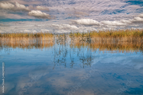 The reed and clouds reflection in lake water. Dusia lake, Lazdijai district, Lithuania. Natural landscape.