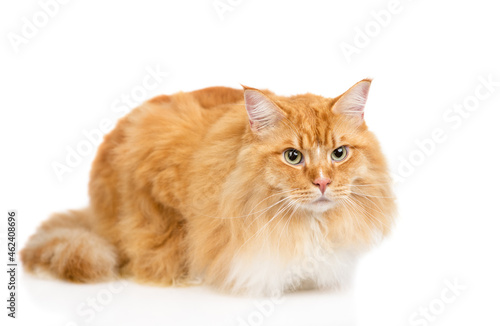 Portrait of a adult maine coon cat. Isolated on white background