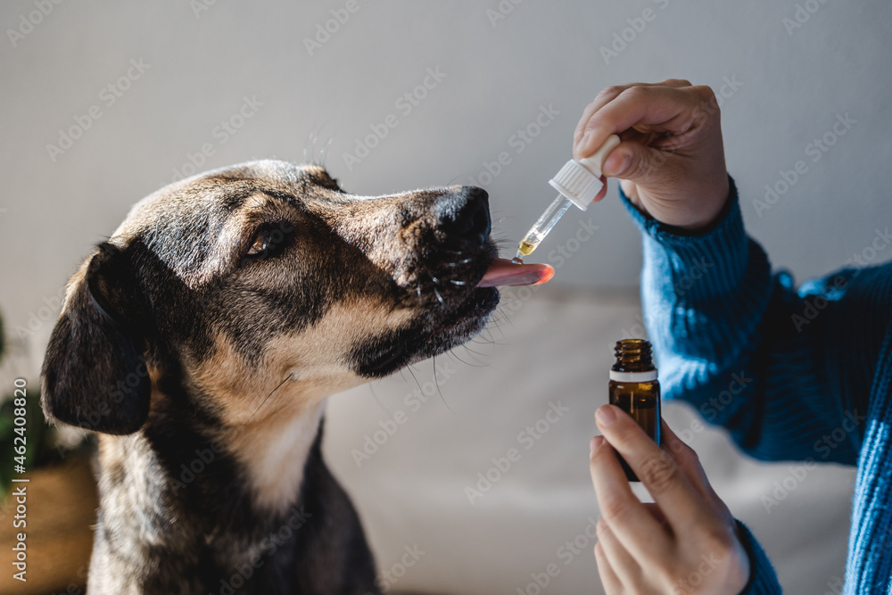 Pet dog taking cbd hemp oil - Canine licking cannabis dropper for anxiety treatment - obrazy, fototapety, plakaty 