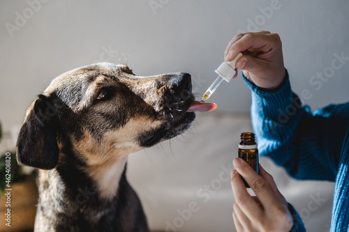 Foto Pet dog taking cbd hemp oil - Canine licking cannabis dropper for anxiety treatm