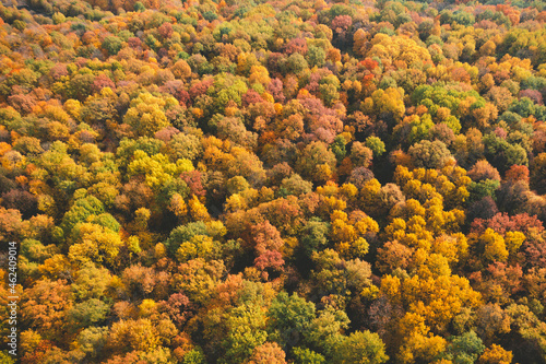 Beautiful aerial fall trees. Top view on autumn deciduous forest in yellow and orange colors. Aerial view of forest during calm autumn day. Colourful autumn colours in forest spits