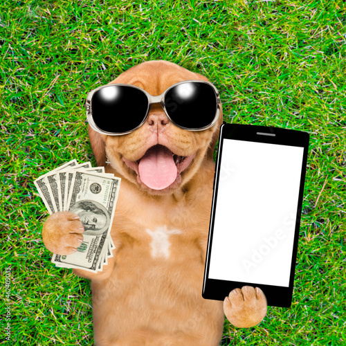 Happy Mastiff puppy wearing sunglasses lying on green summer grass, holds dollars usa and shows empty screen of smartphone. Top down view © Ermolaev Alexandr