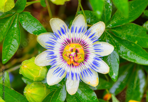 Blue Flower or Passiflora (Passiflora caerulea) leaves in tropical garden photo
