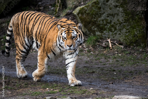 walking tiger