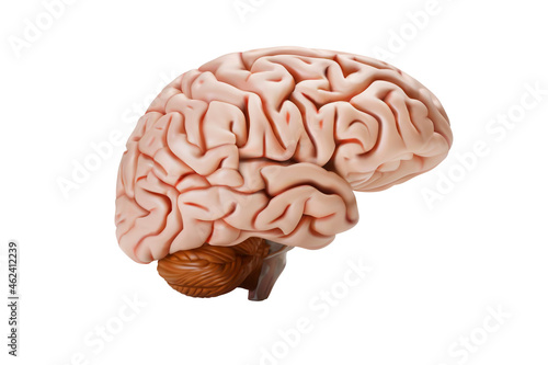 Human brain on a white background. 3d vector illustration