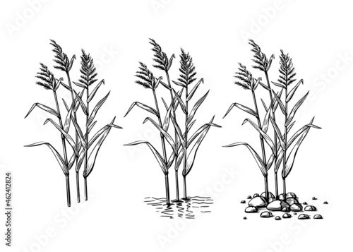 Black reeds sketch set in vintage style. Vector retro illustration element. Spring floral nature background vector.