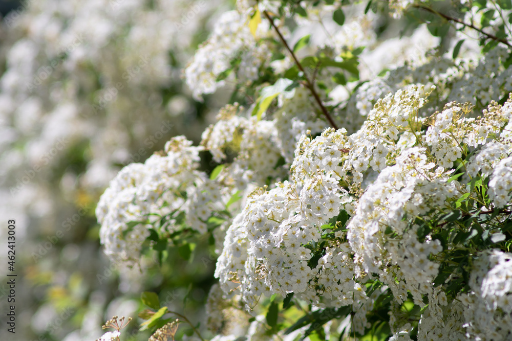 little white flower bush little white flower bush