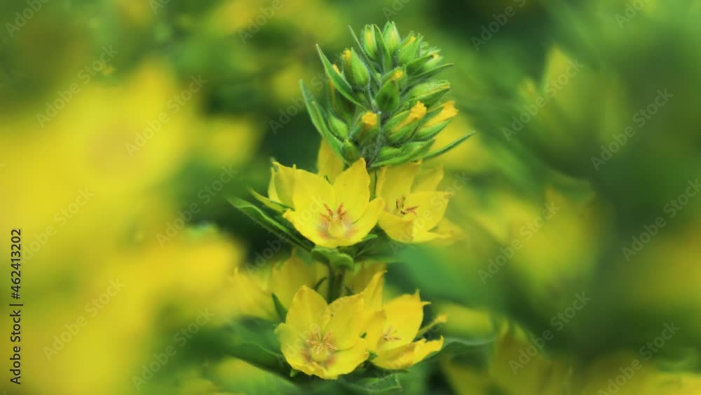 Bush with bright yellow flowers close up. Static video picture Bush with bright yellow flowers close up. Static video picture