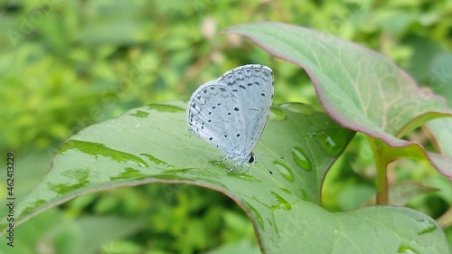 잎 위에 있는 나비