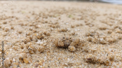 모래사장에 숨어있는 게