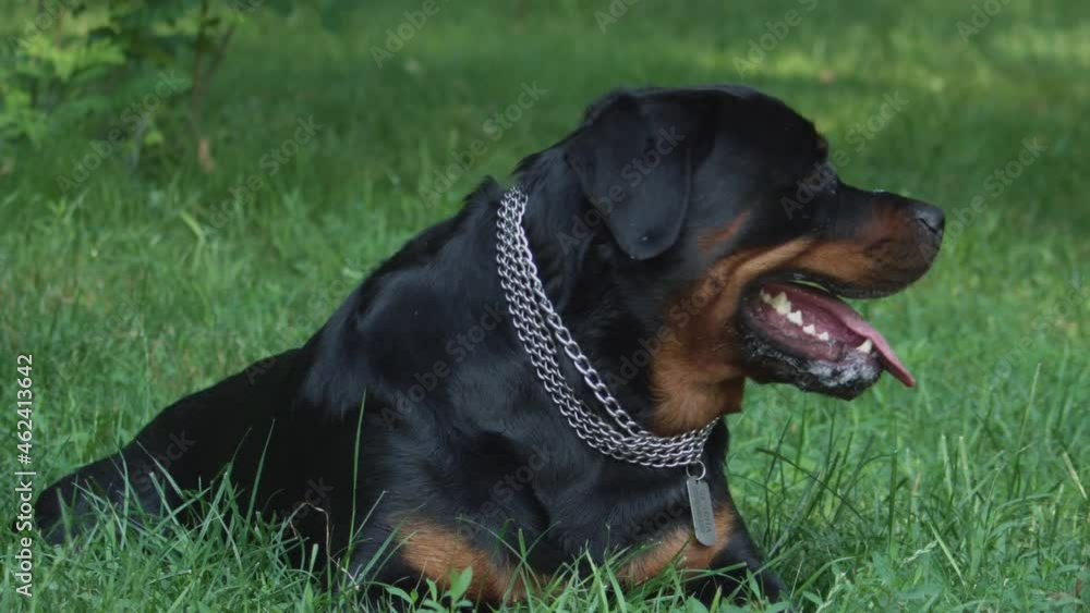 Breed dog - Rottweiler laying in garden close-up gimble steady cinematic Breed dog - Rottweiler laying in garden close-up gimble steady cinematic