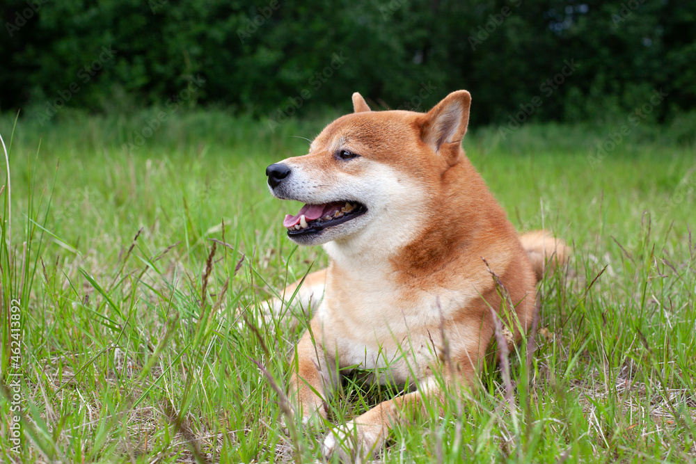 Japanese red-haired dog lies in the grass. Happy pet is resting in the summer.