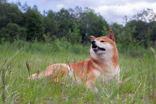Japanese red-haired dog lies in the grass. Happy pet is resting in the summer. © vaneeva