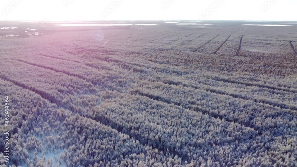 Aerial view of a winter forest from a drone, a huge forest in the taiga or Siberia, 4K landscape video Aerial view of a winter forest from a drone, a huge forest in the taiga or Siberia, 4K landscape video