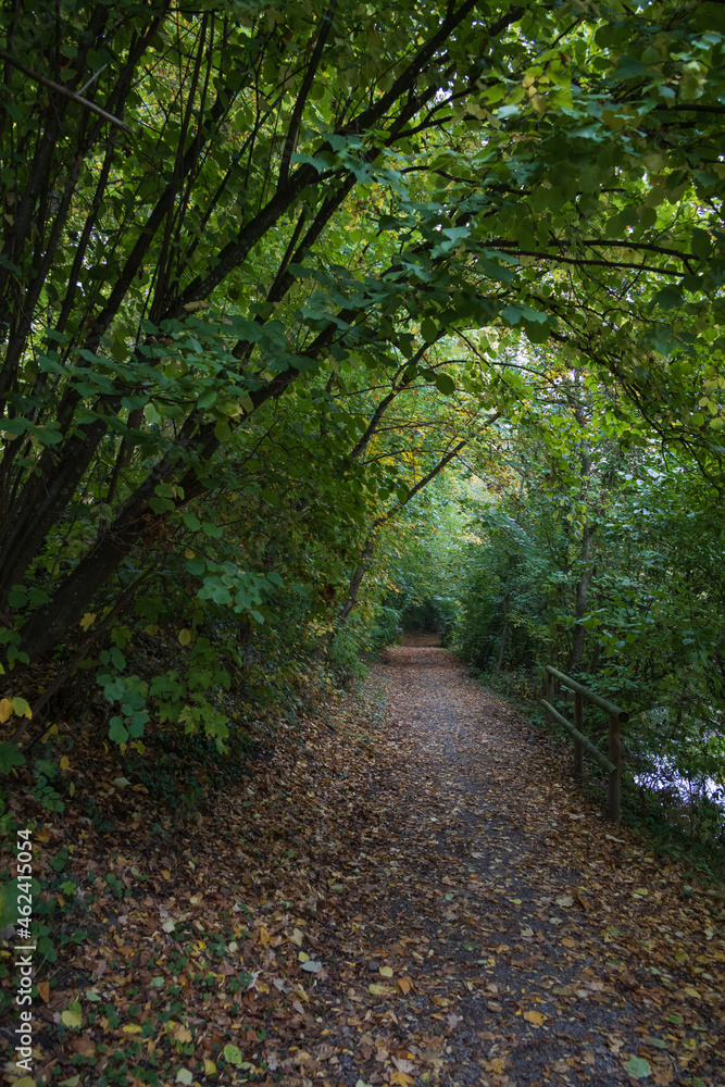 Fototapeta premium Path through the forest