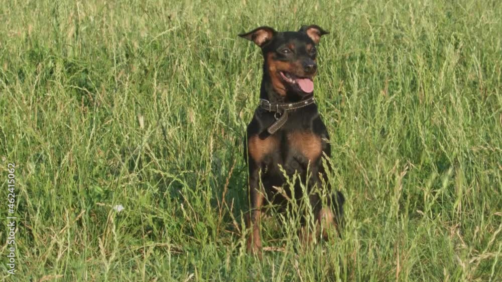 Cute german pinscher dog in sitting position on the grass Cute german pinscher dog in sitting position on the grass