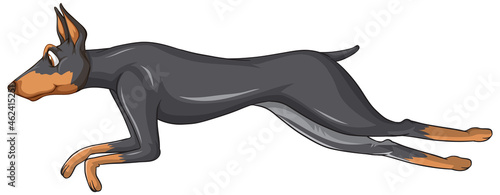 Doberman pinscher dog cartoon on white background