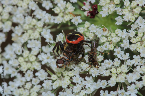 red synema globosum spider macro photo photo