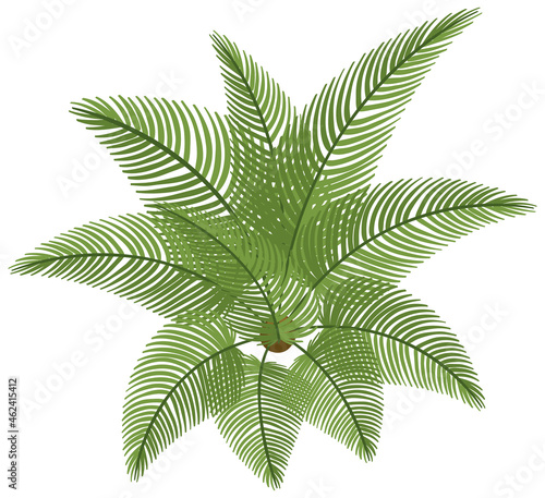 Top view of cycad isolated on white background photo