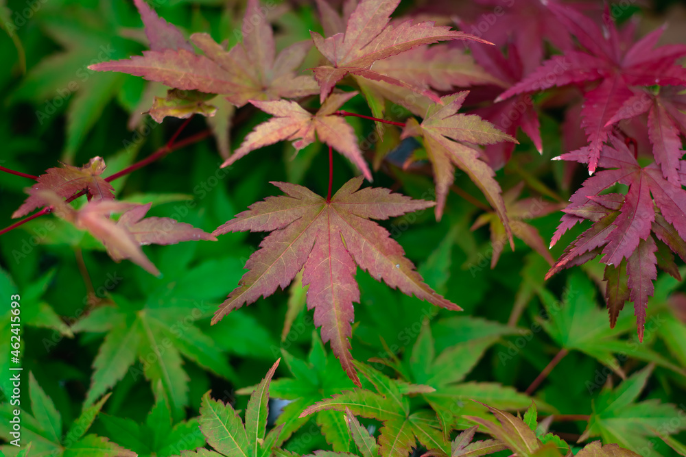 Japanese Maple Acer Palmatum.Close-up Of Red Maple Leaves On The Tree Japanese Maple Acer Palmatum.Close-up Of Red Maple Leaves On The Tree