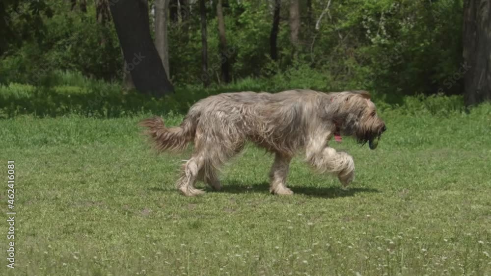 Briard dog with long hair. French shepherd dog is running on the grass Briard dog with long hair. French shepherd dog is running on the grass