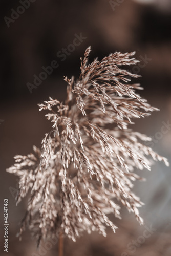 Pampas grass outdoor in light pastel colors. Dry reeds boho style