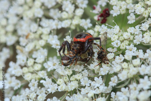 red synema globosum spider macro photo