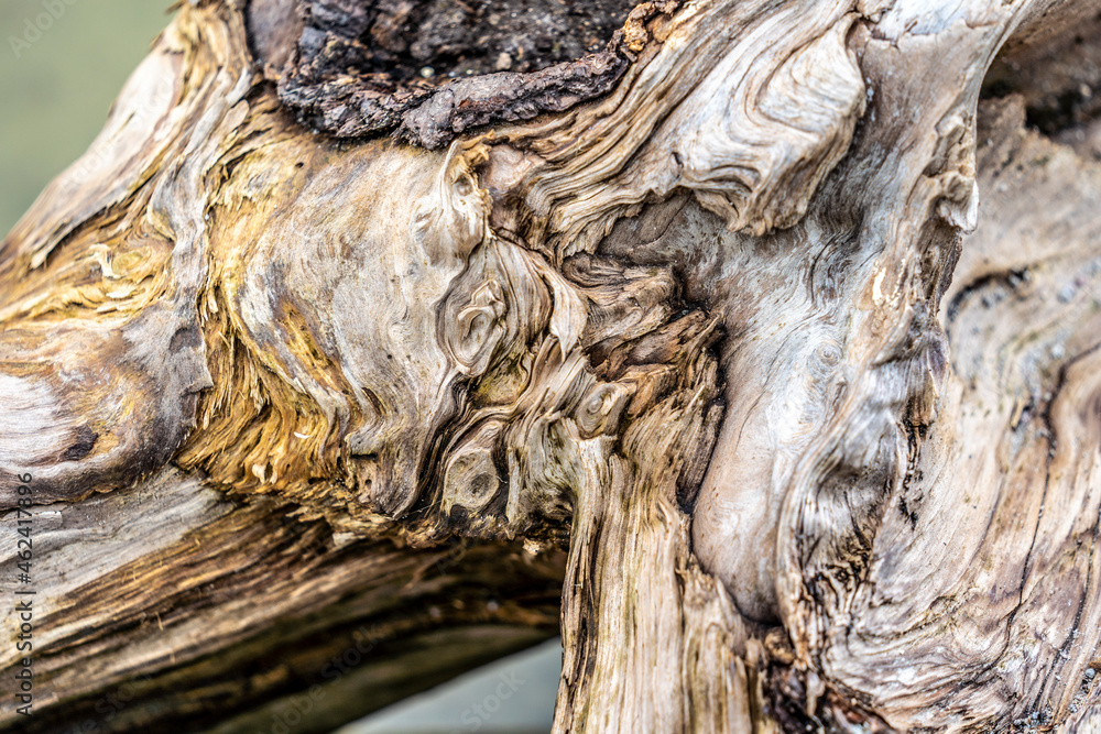 Dried tree branch on the shore of the lake