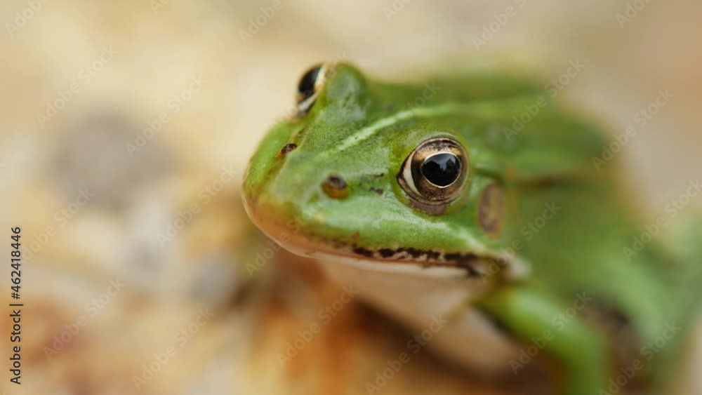 Close-up portrait of the green frog, shallow depth of field.