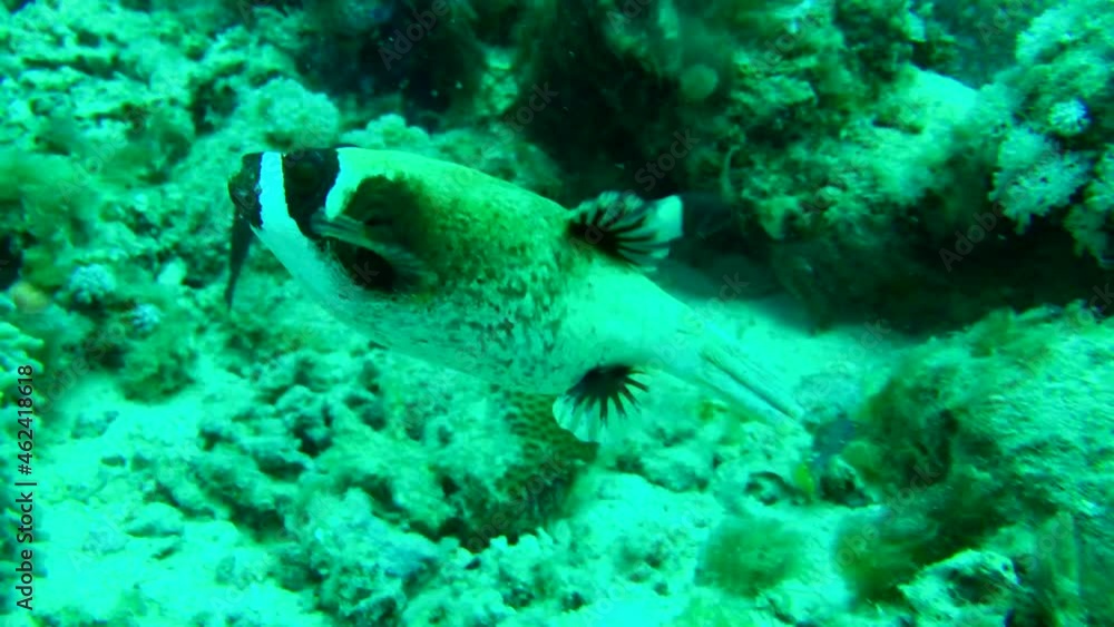 pufferfish pufferfish