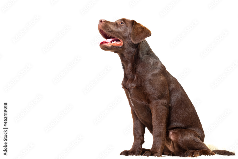 Donna Labrador Donna Labrador