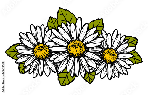 Chamomile flower with leavesengraved style. Vector illustration.