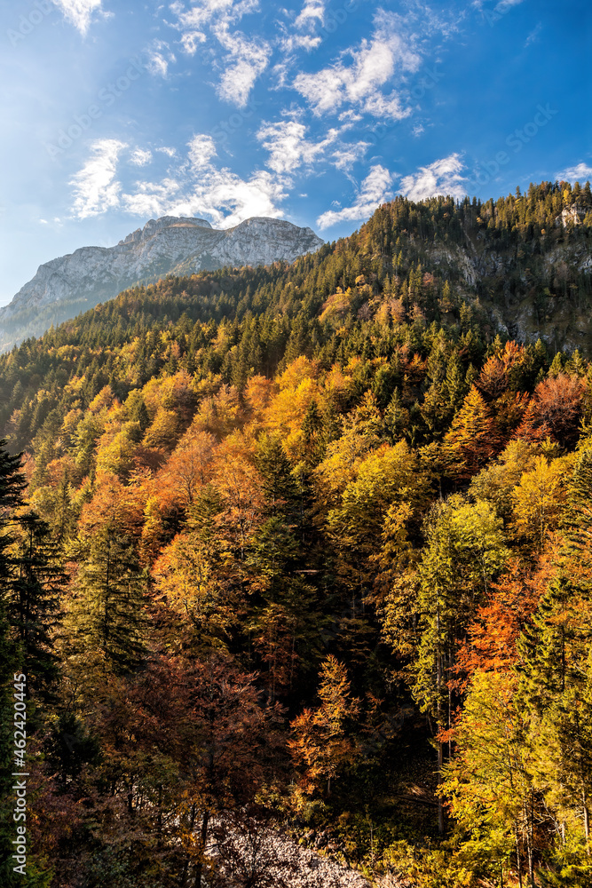 Autumn forest in Bavaria Alps near Neuschwanstein castle against sunset, Germany