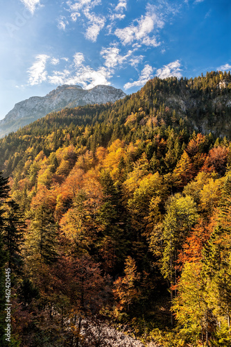Autumn forest in Bavaria Alps near Neuschwanstein castle against sunset  Germany