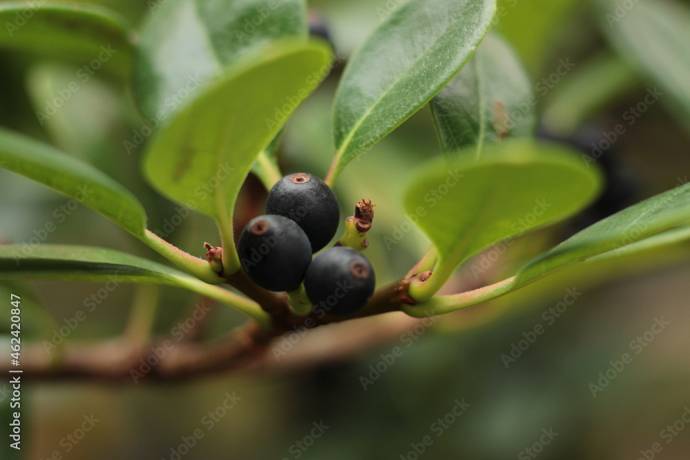 blueberries on a branch blueberries on a branch