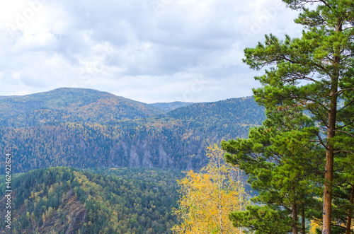 The landscape of golden autumn is a mountain overgrown with coniferous forest and a coniferous tree in the foreground